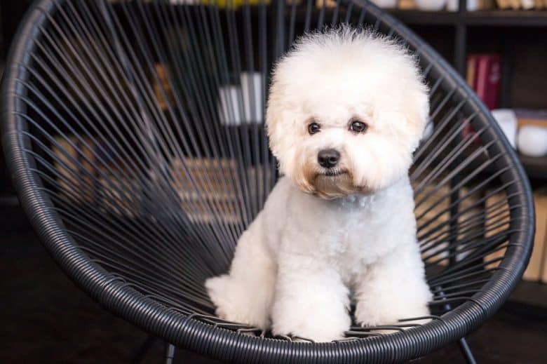 A little Bichon Frise dog sitting on the chair