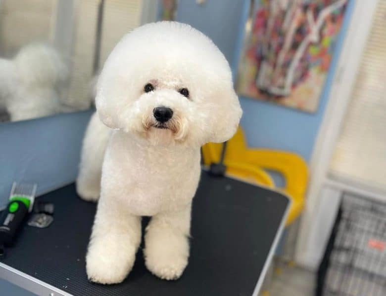 Bichon Frise dog with teddy bear haircut
