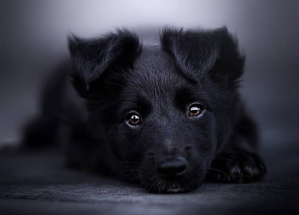 A black Border Collie dog