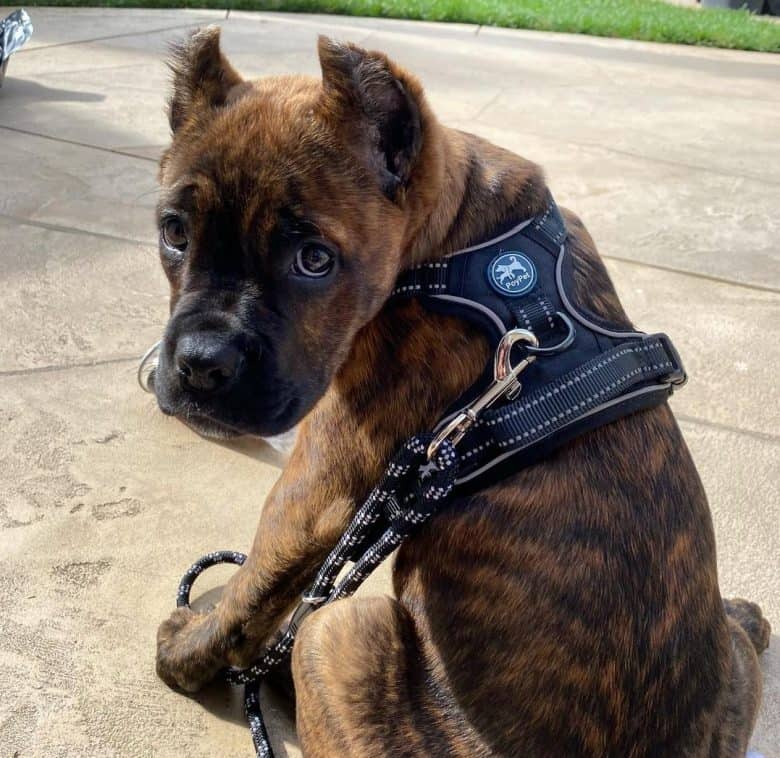 A black brindle Cane Corso puppy
