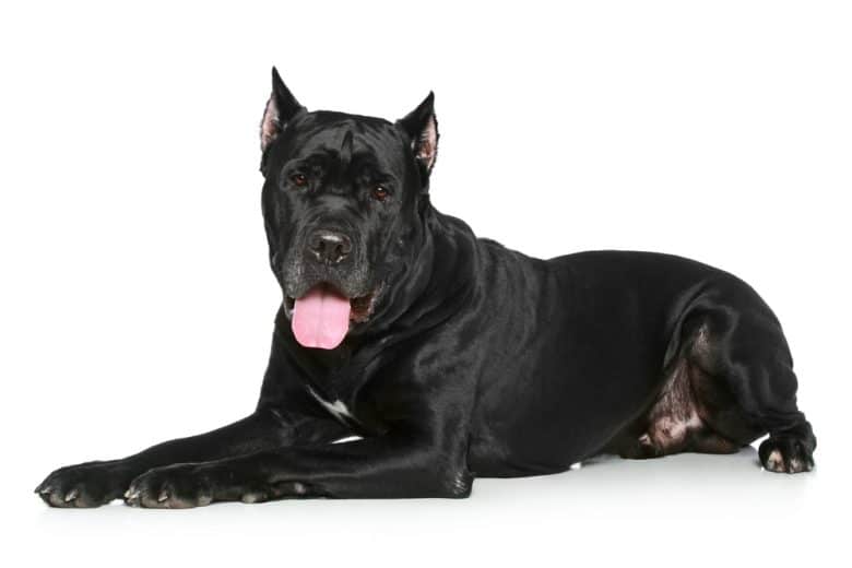 A black Cane Corso lying down in front of white background