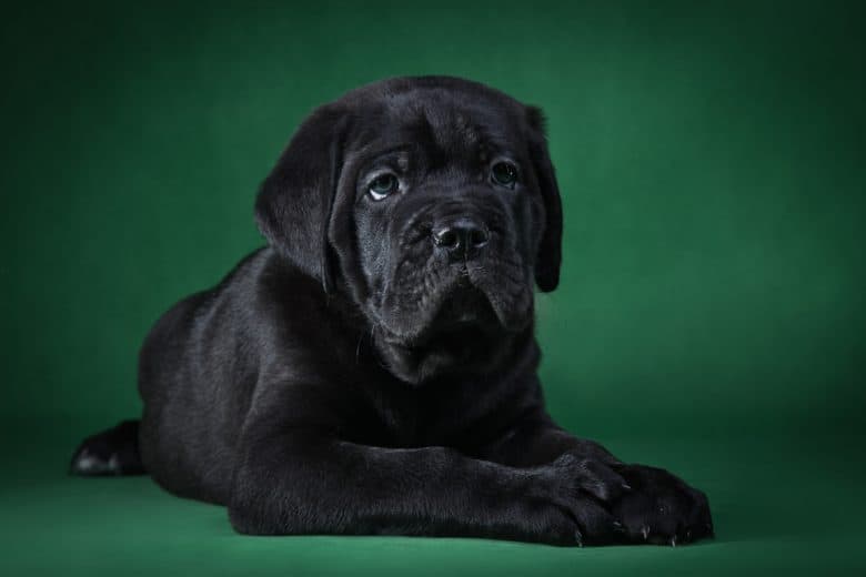 A black Cane Corso puppy in front of green background