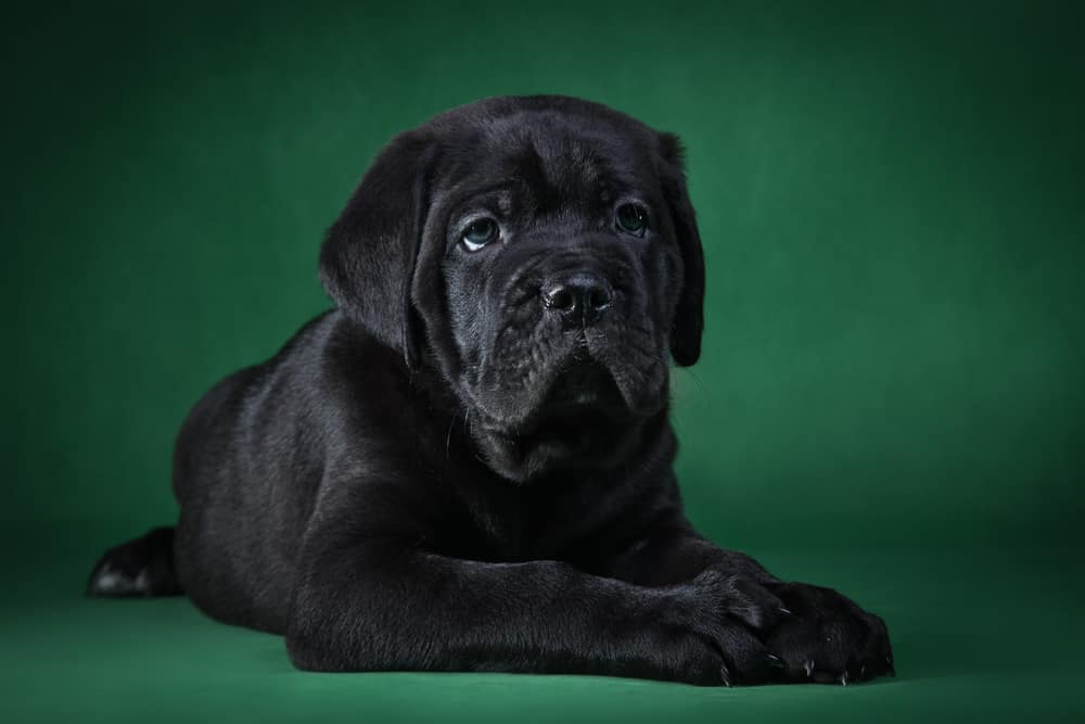 Cane Corso Colors The Standard & Rarest Coat Colors K9 