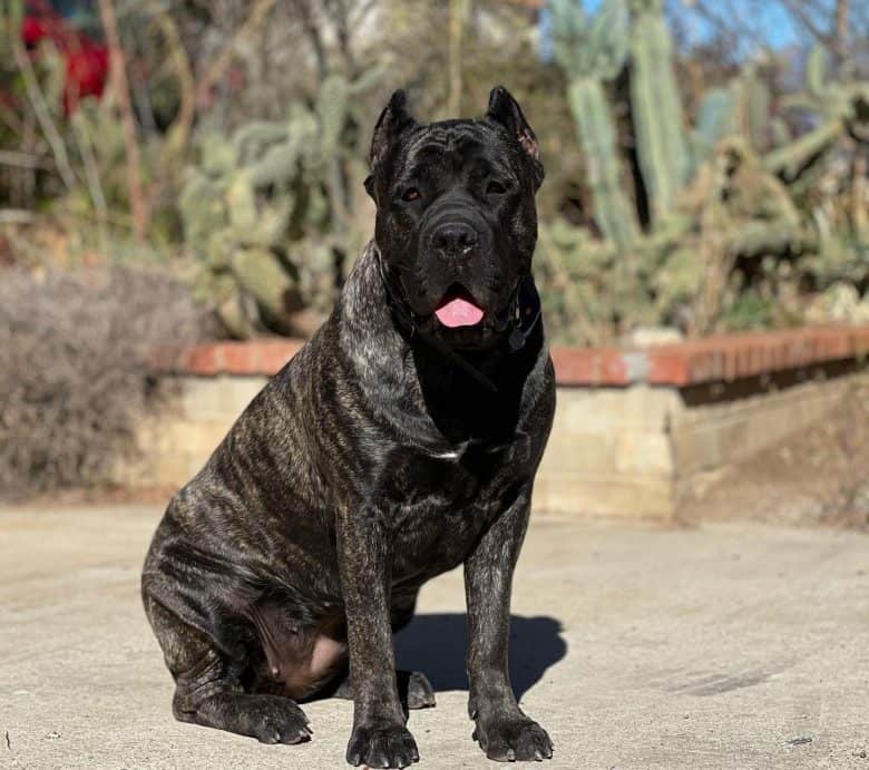 A Cane Corso with a black mask