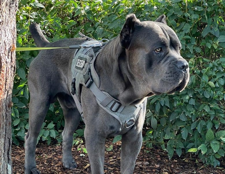 A blue Cane Corso