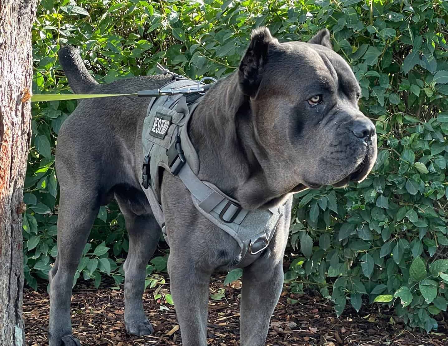 Cane Corso Colors The Standard & Rarest Coat Colors K9 