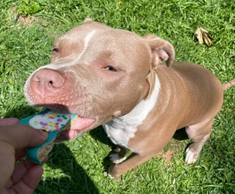 A Blue Fawn Pitbull puppy eating a treat