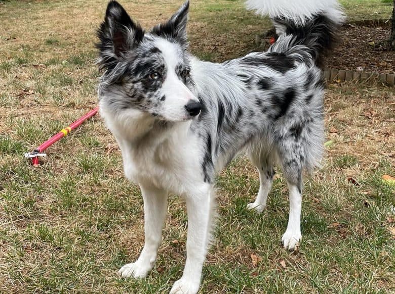 A blue merle Border Collie dog
