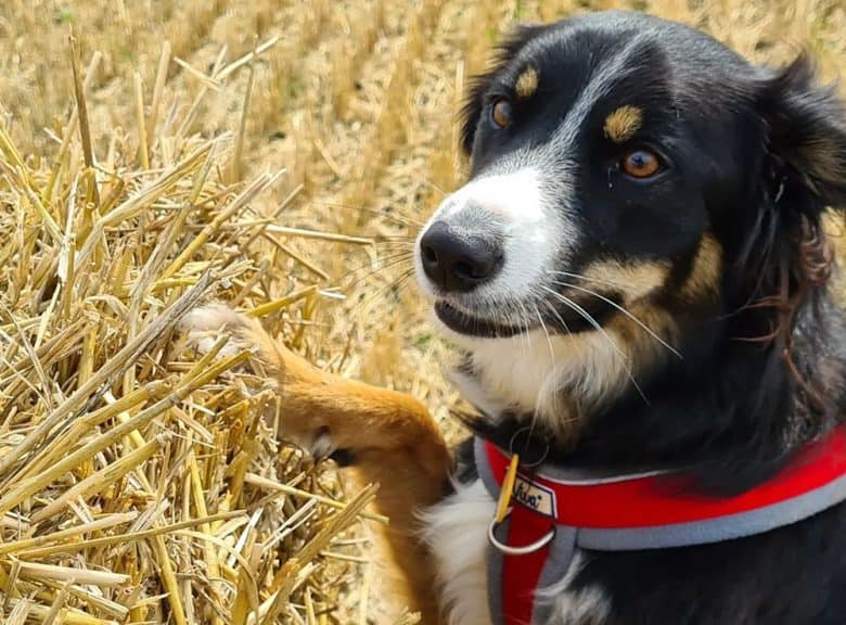 A Border Collie with tan points