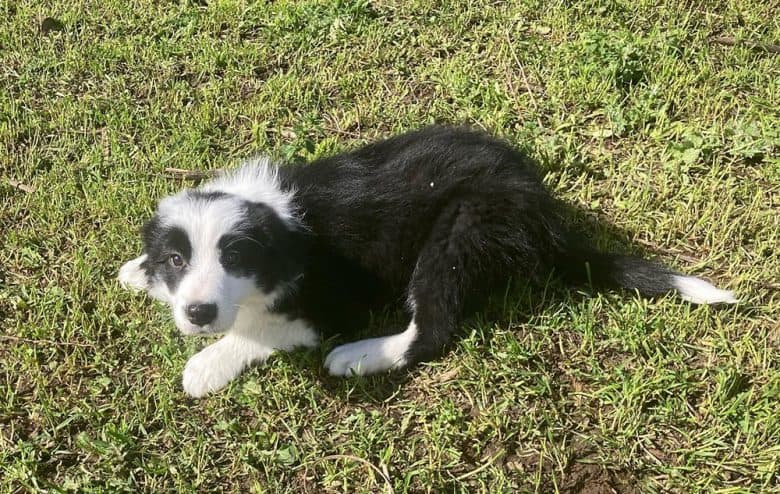 A Border Collie dog with white markings