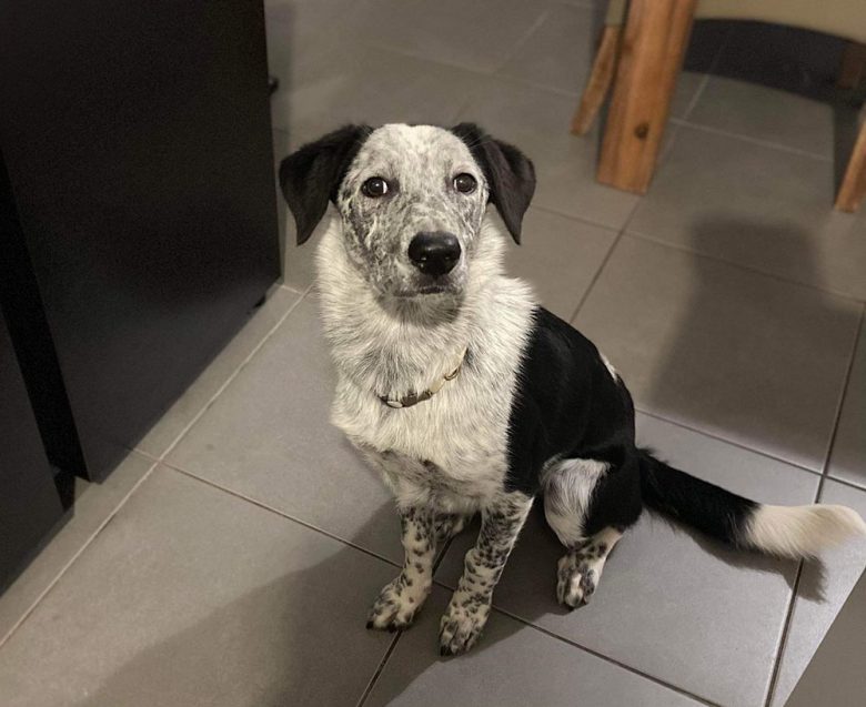 Border Collie with white ticked markings