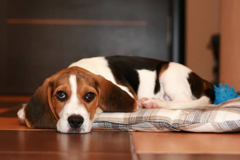 Bored Beagle dog resting on a rug