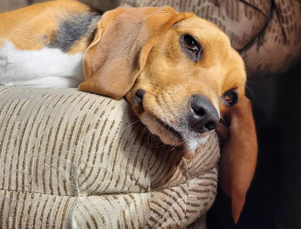 A bored Beagle dog just laying on bed
