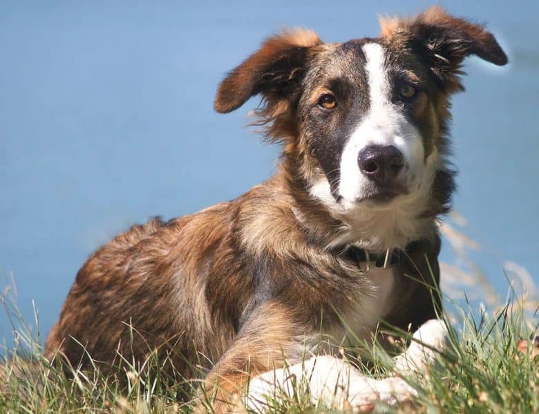 A brindle Border Collie dog