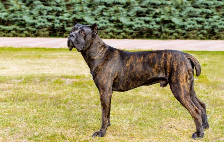 A brindle Cane Corso standing sideways