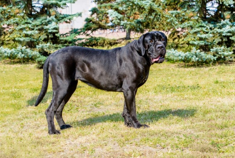 A black Cane Corso standing sideways