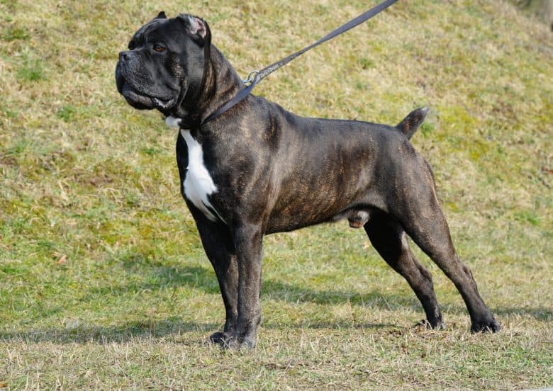A leashed brindle Cane Corso