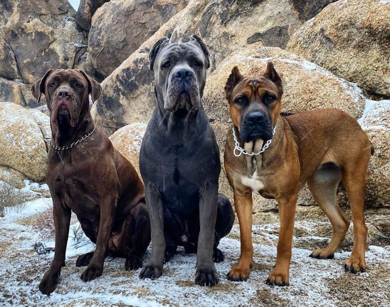 Three Cane Corso dogs with different coat colors
