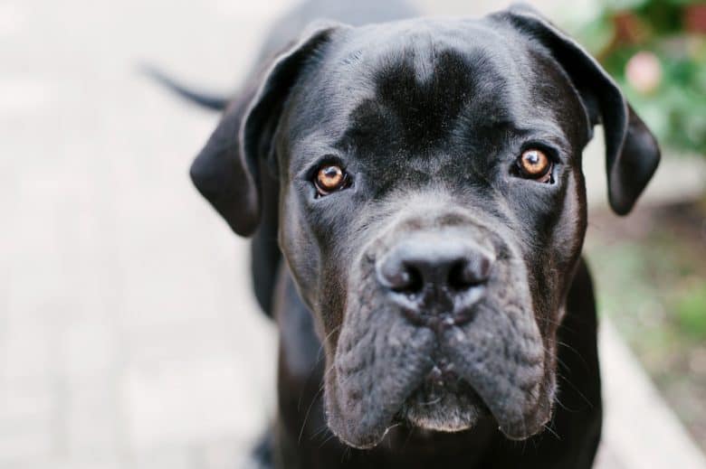 A close-up image of a black Cane Corso