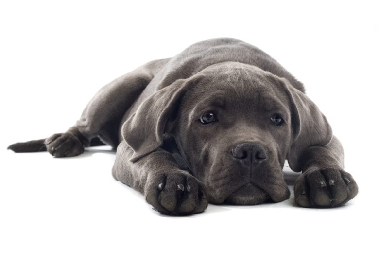 A Cane Corso puppy lying down