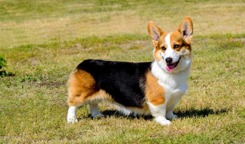 A Cardigan Welsh Corgi dog standing at the park