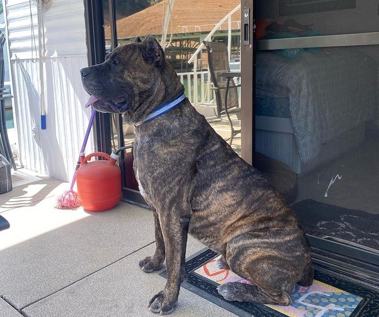 A chestnut brindle Cane Corso sitting sideways