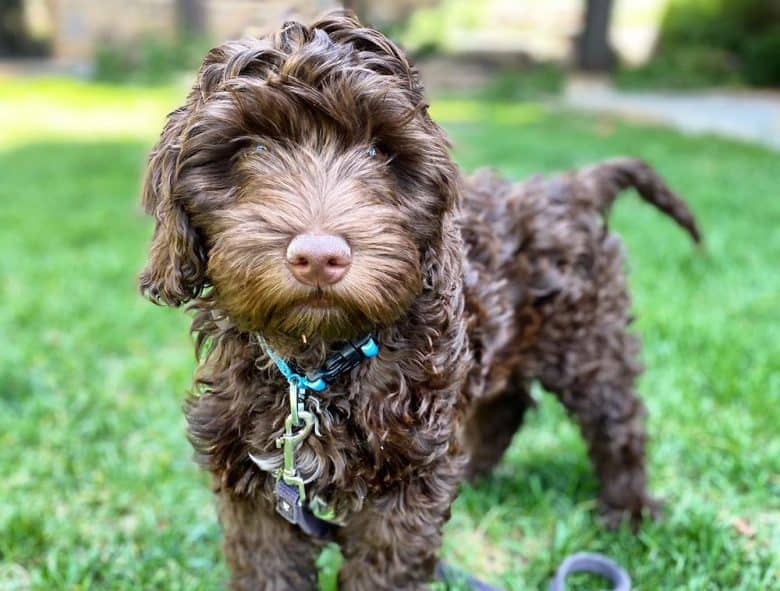 A chocolate color Labradoodle dog