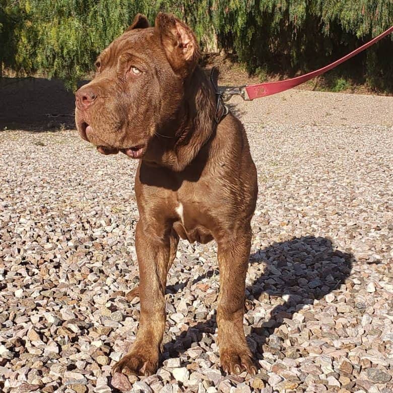 A chocolate or liver Cane Corso