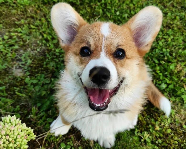Adorable Corgi dog looking up