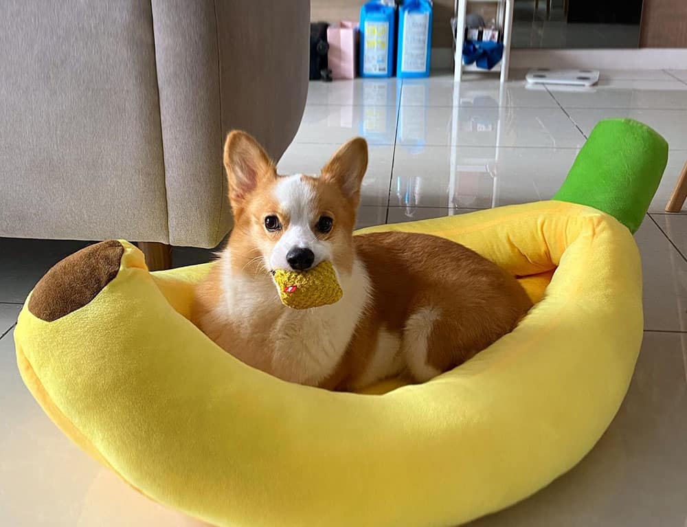 A Corgi dog playing on the banana boat bed