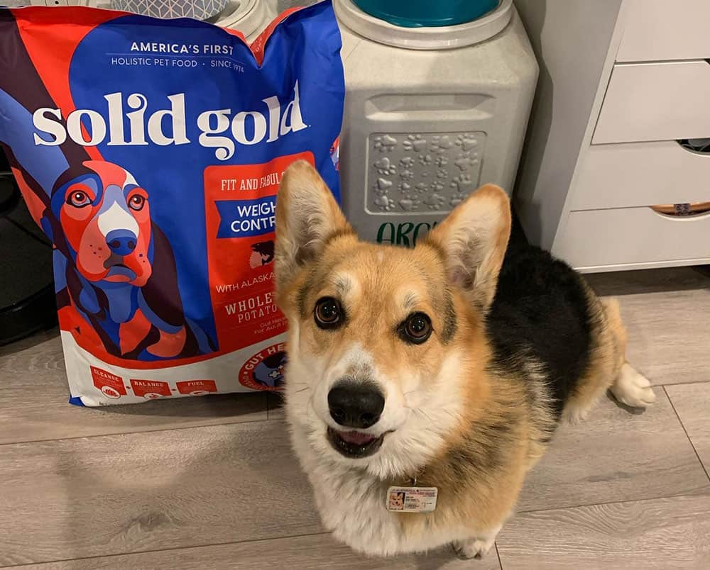 A Corgi dog with a pack of Solid Gold dog food