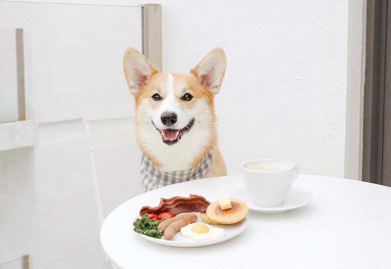 A Corgi got a meal on the table