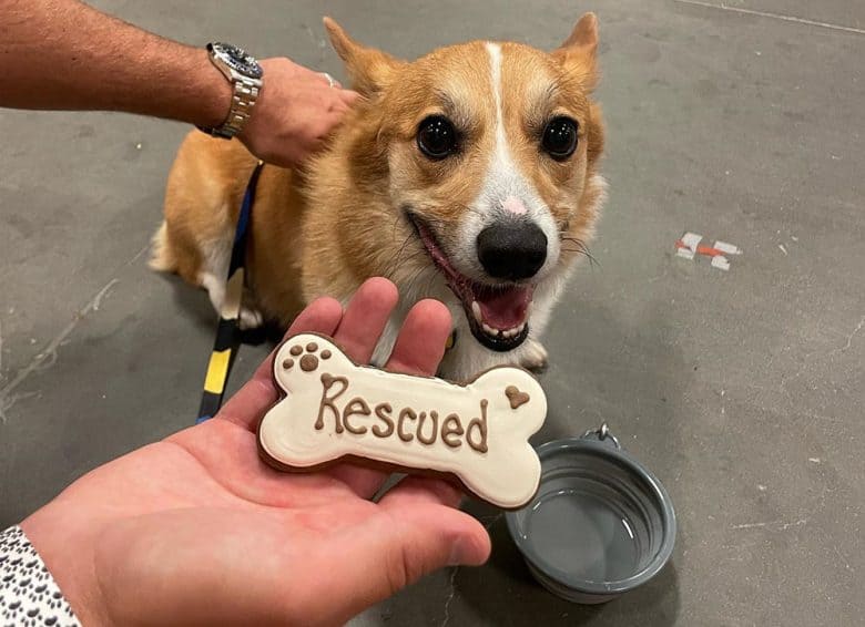 A Corgi dog got a yummy treat
