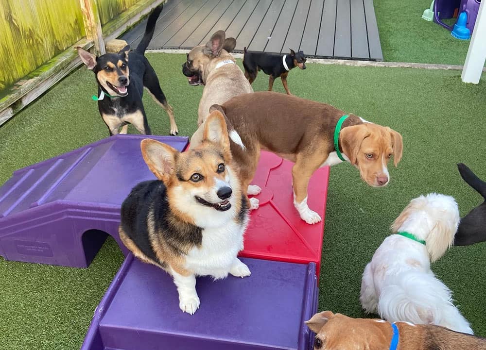 A Corgi dog hangout with other dogs