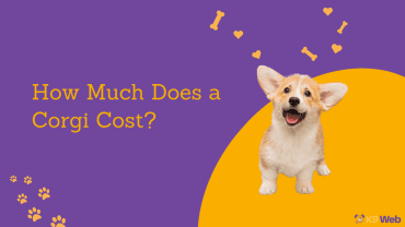 Corgi Price Guide