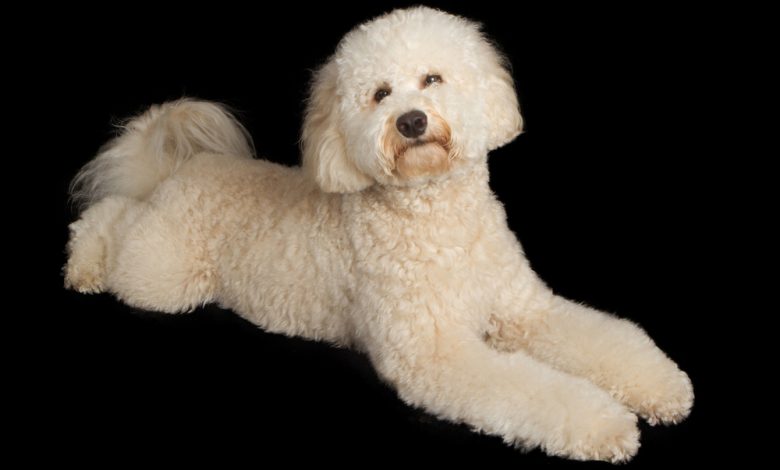 A cream colored Labradoodle dog