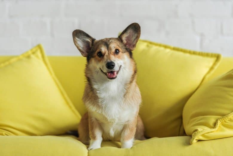 A cute Corgi dog sitting on yellow couch