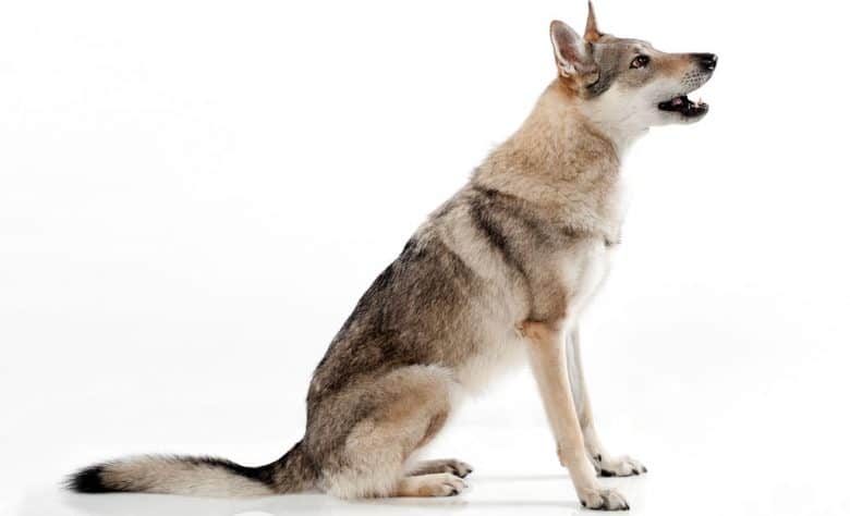 Czechoslovakian Wolfdog sitting and barking