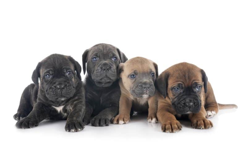 Four Cane Corso puppies in front of white background