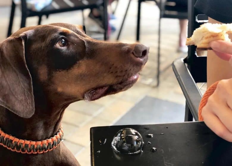 A Doberman Pinscher looking at bread