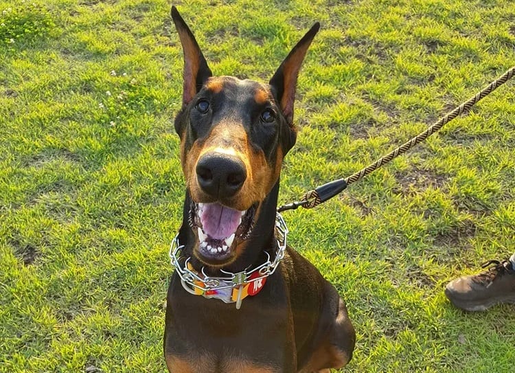 A Doberman Pinscher looking up