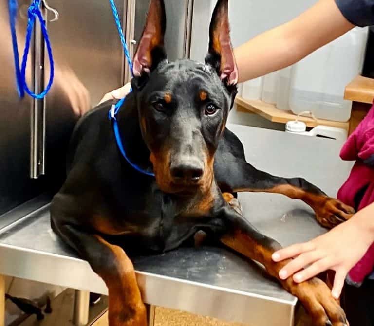 Doberman Price How Much Does a Doberman Puppy Cost? K9 