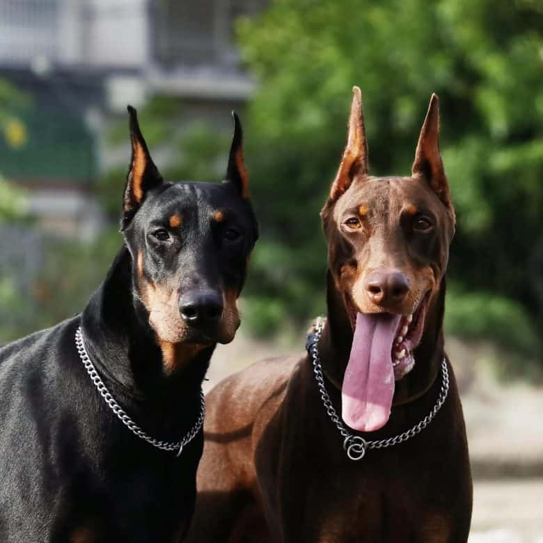 A black Doberman Pinscher and a red Doberman Pincher