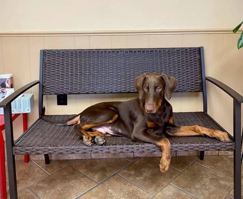 A Doberman Pinscher puppy at the animal hospital