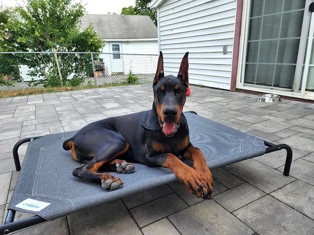 A Doberman Pincher dog in a maintained environment