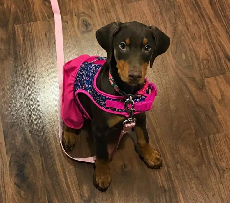 A Doberman Pincher puppy in clothes and on a leash