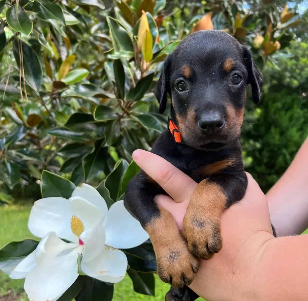 Doberman Price How Much Does a Doberman Puppy Cost? K9 