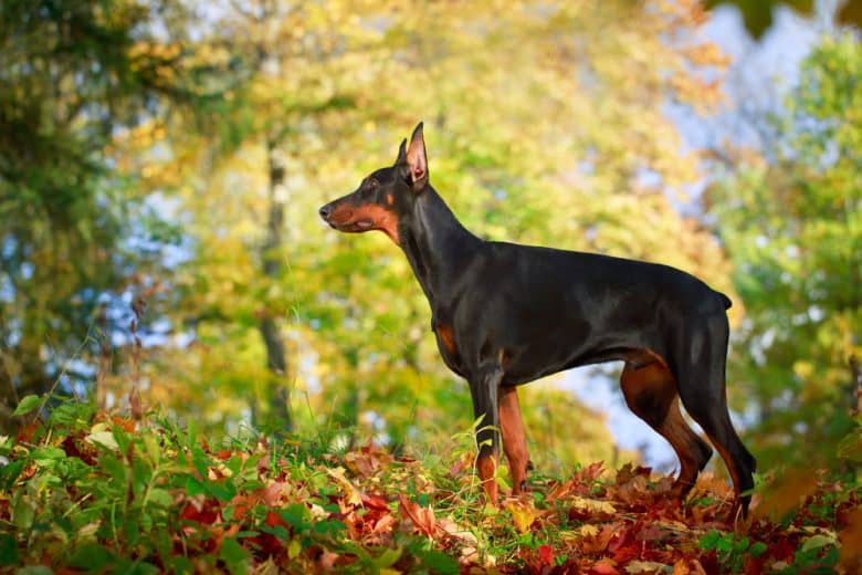 A Doberman Pinscher in the forest