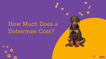 Doberman Price Guide