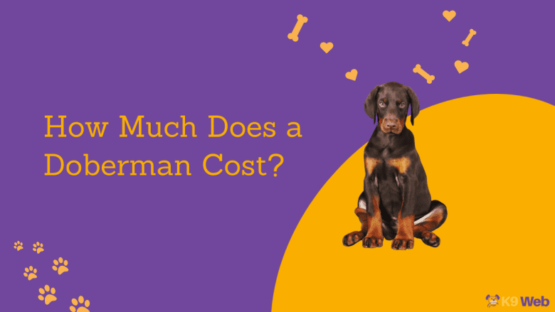 Doberman Price Guide